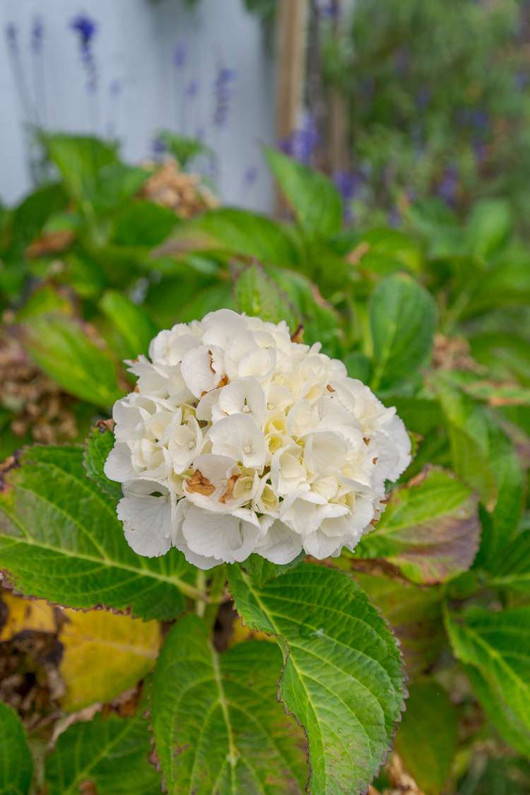 151 Wales Street Halswell_17