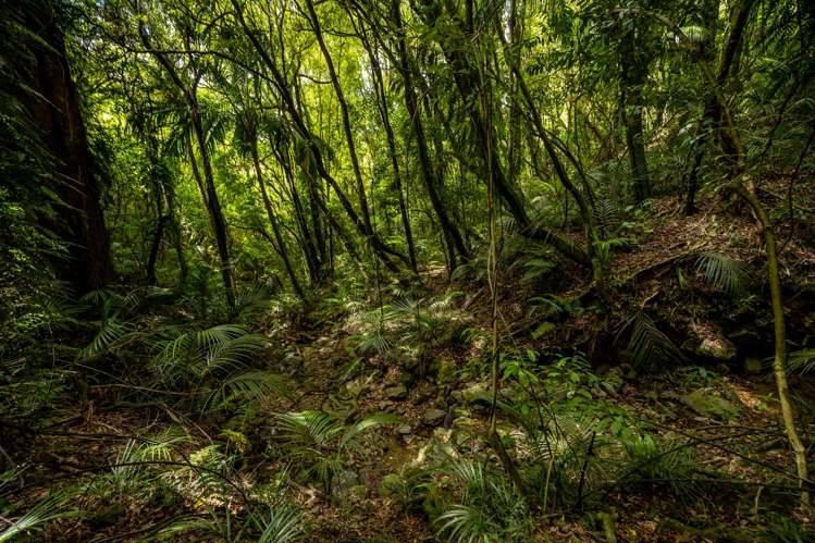 185 Kanuka Rise Wakapuaka_8