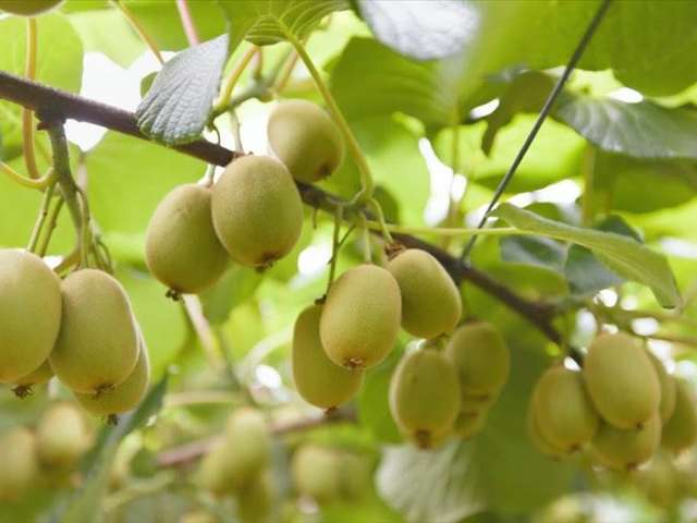 Te Puke Orchard Gold and Green