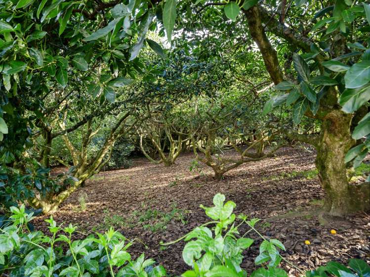 91 Morton Road Aongatete_24