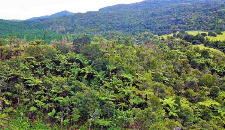 Wekaweka Road Waimamaku_23