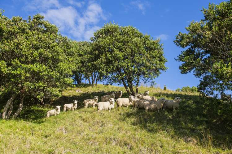 87 Lochiel Street Mahia_23