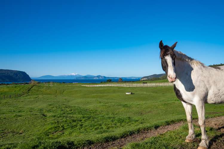 18 Kahikatea Drive Kinloch_26