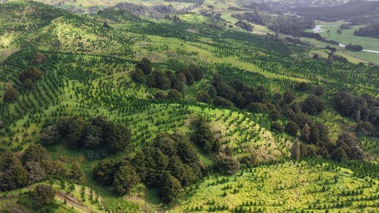 Waimatenui Road Waimatenui_7