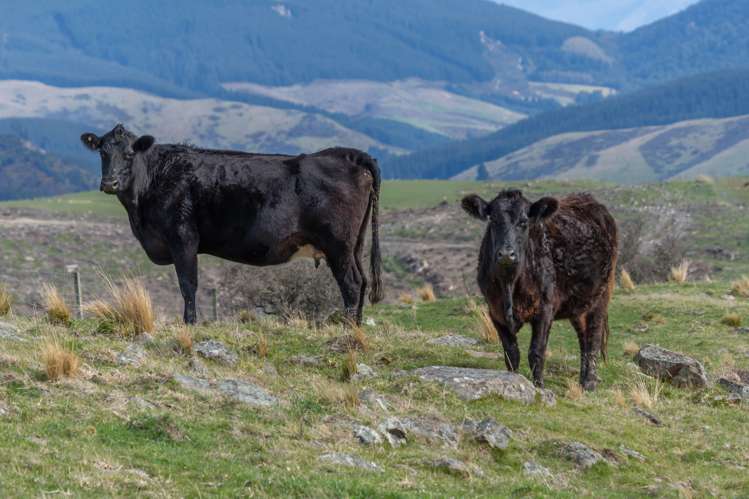 411 Waianiwaniwa Road Sheffield_24