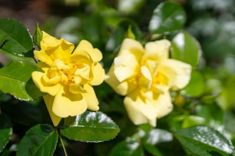 4 Buckland Place Cambridge_24