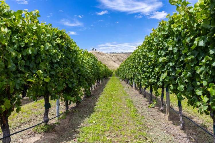 Seaview Road Seddon_2