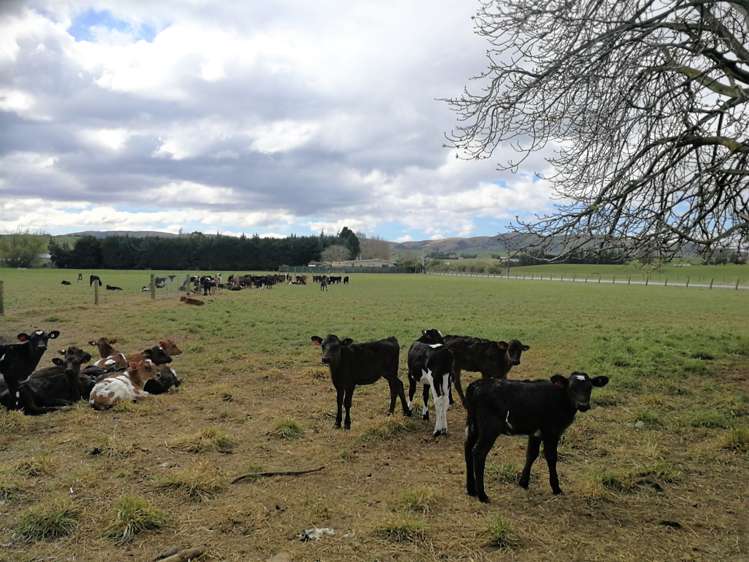 195 Wendon Creek Road Gore Surrounds_14