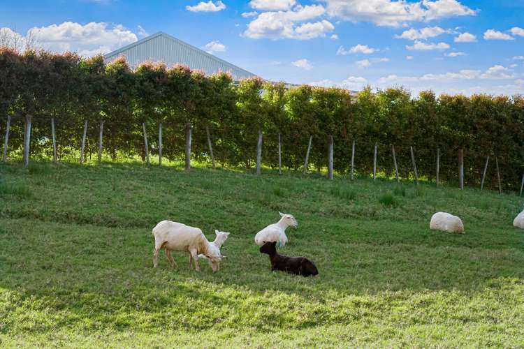 Address withheld Mangawhai_26