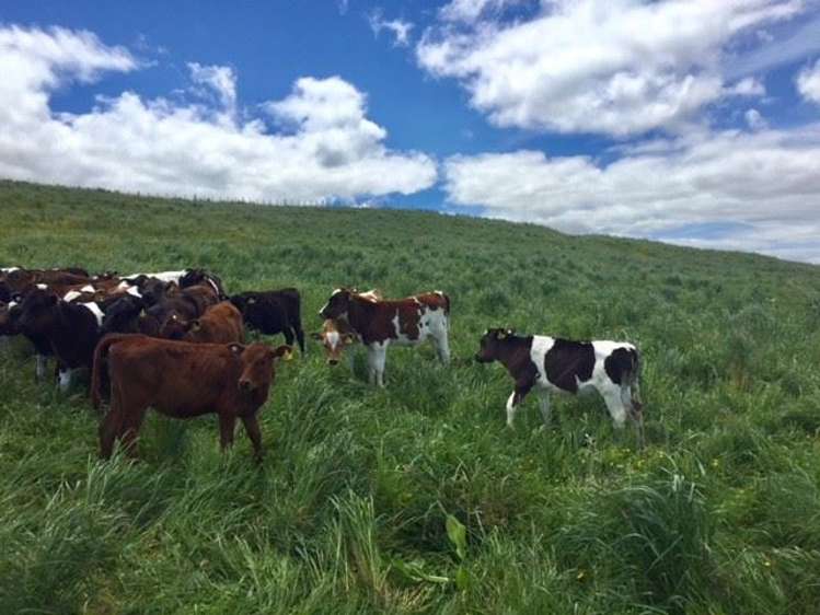 272 Broughton Road Ruawaro_28