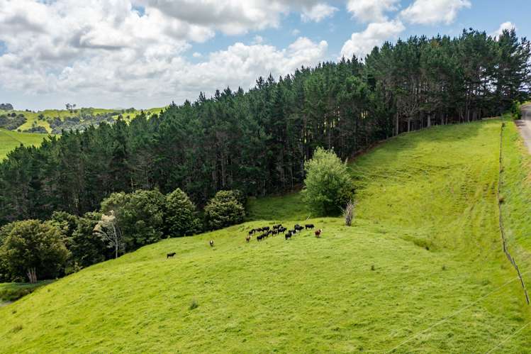 Mangarata Block Road (18.56 ha) Tangiteroria_7