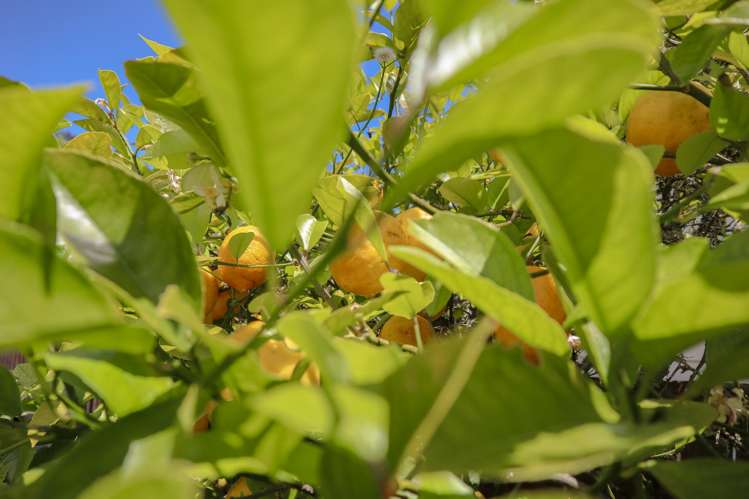 1 Ross Street Dunollie_38