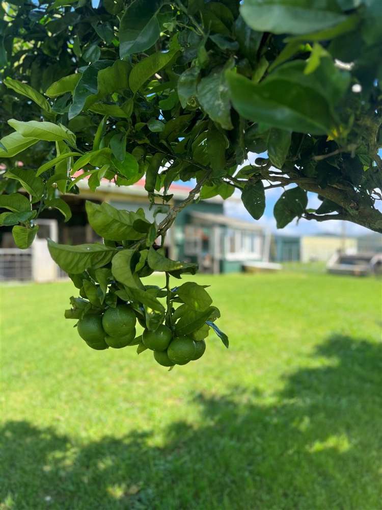 583 Kopuku Road Maramarua Forest_31