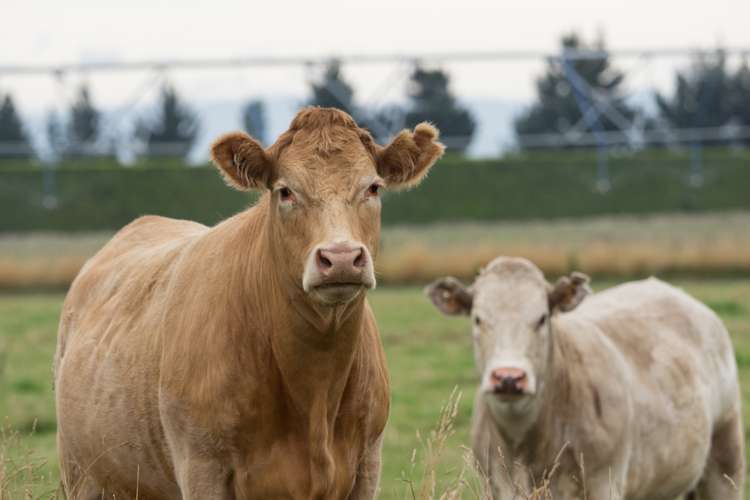 828 Methven Highway Winchmore_6