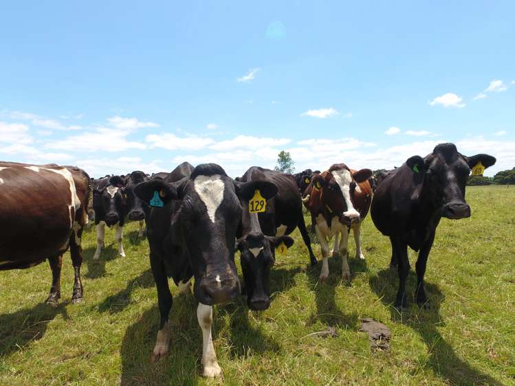 1318 Morrinsville-Tahuna Road Tahuna_9