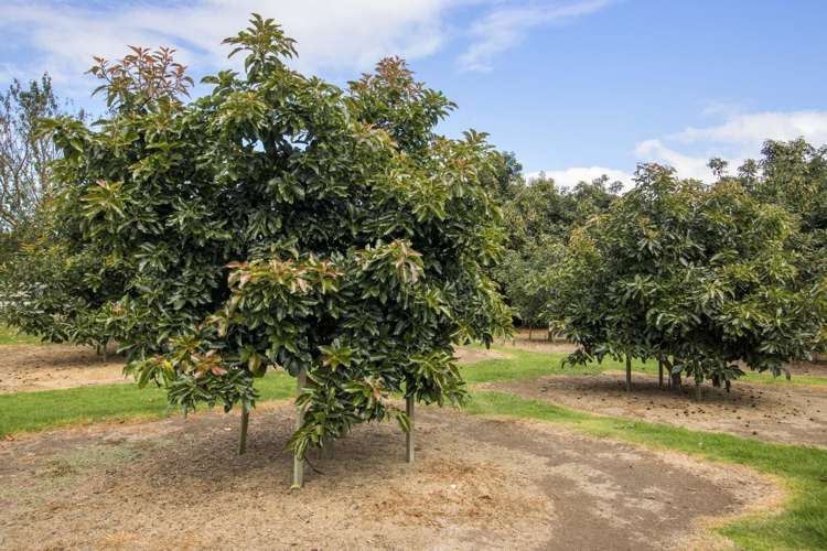 58 Rawaka Drive Katikati_32