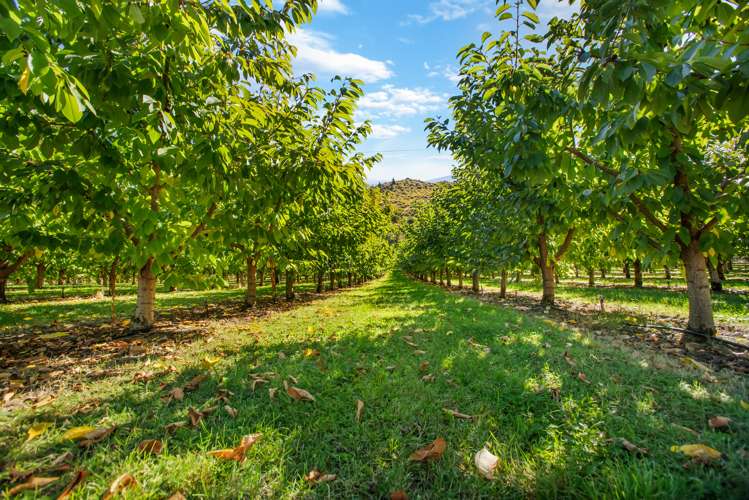 284 Ripponvale Road Cromwell_7