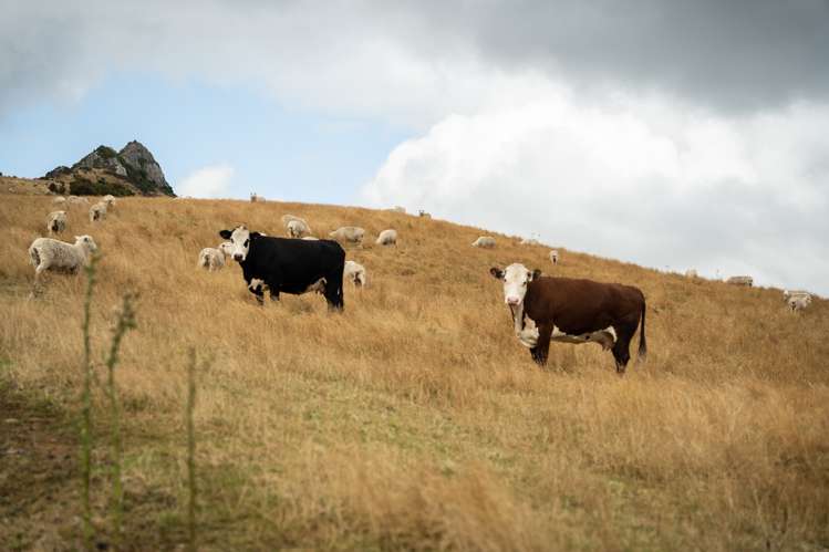 1320 Hunt Road Catlins Surrounds_14