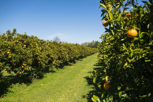 1286 Matawai Road Ormond_4