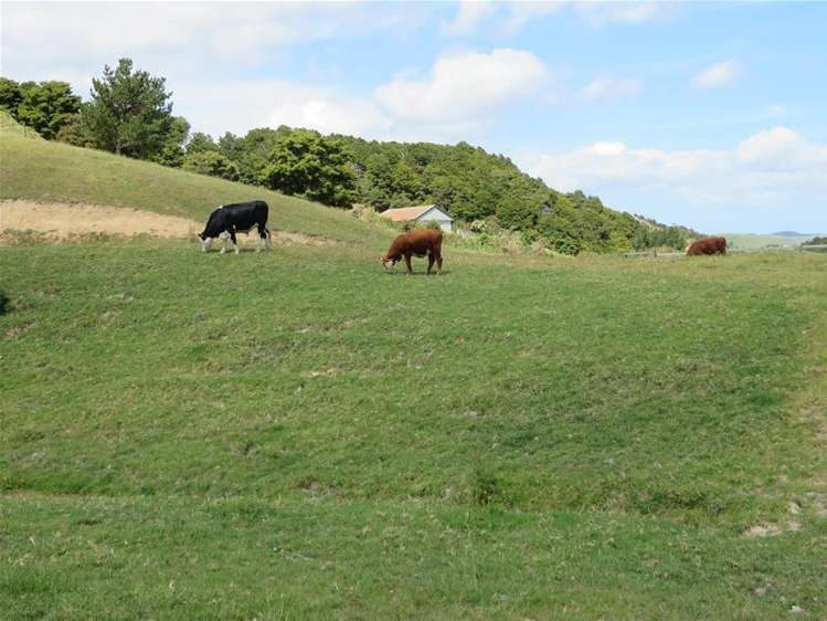 5 Te Opi Road Whakapirau_19