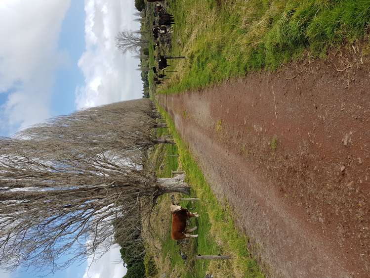 7045 State Highway 1 Pakaraka_19