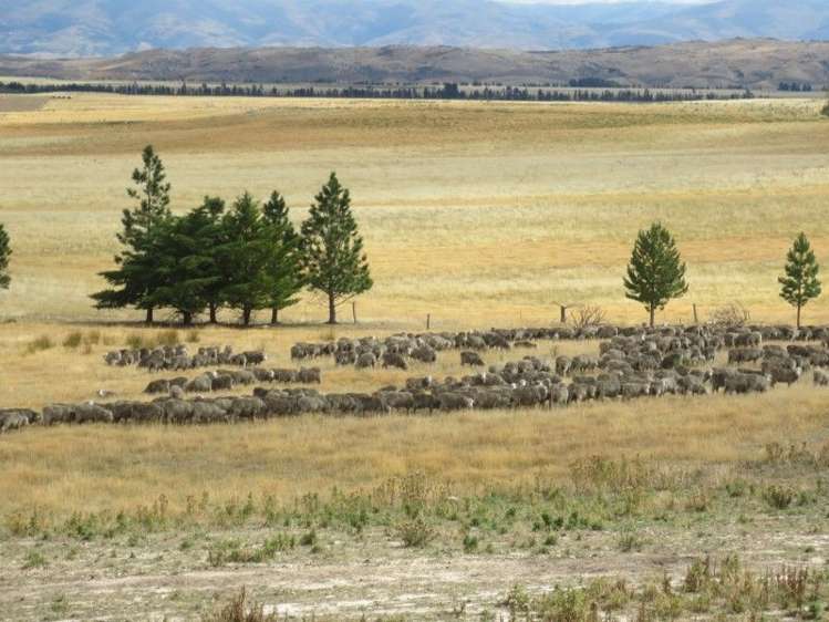 232 Ida Valley Back Road Oturehua_17