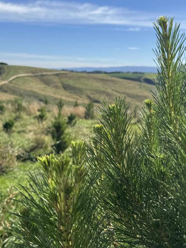 174 McCulloch Road Awamangu_2