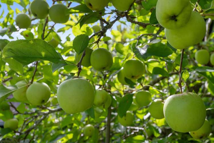 16 Kemp Road Massey_13