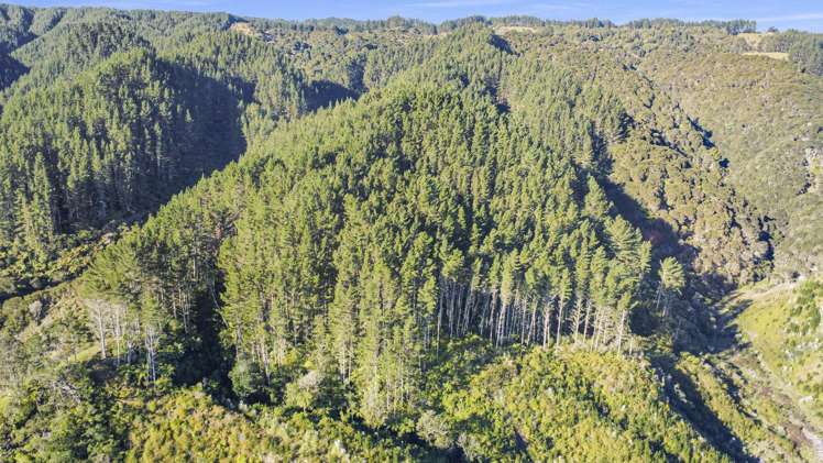 1 State Highway 2 Taneatua_12