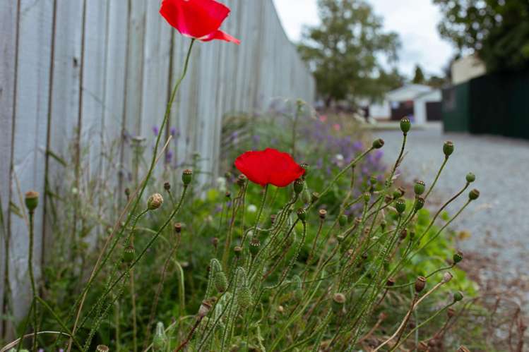 3 Murdoch Place Mayfield_9