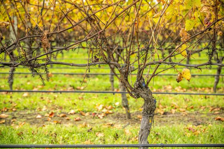 State Highway 50 Roys Hill_6