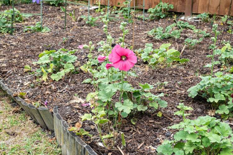 33 Philomel Crescent Bayswater_16