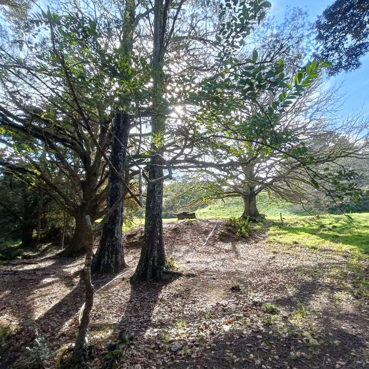 Lot 2/504 Wairere Road Mareretu_42