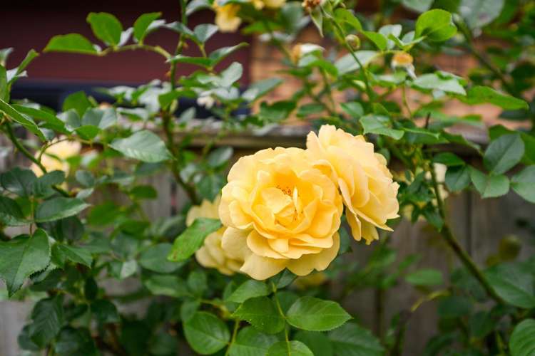 8 Stonebridge Heights Feilding_22