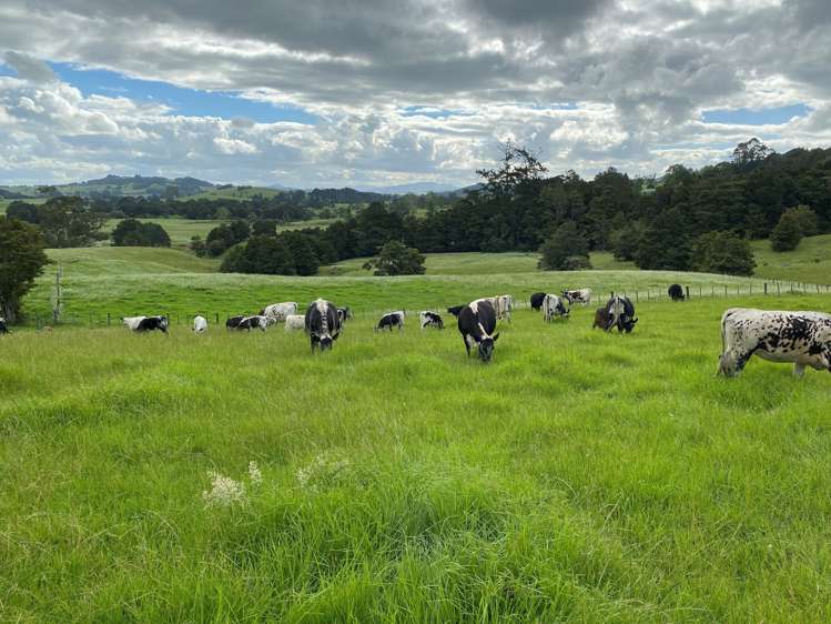 Pigs Head Road Whakapara_7
