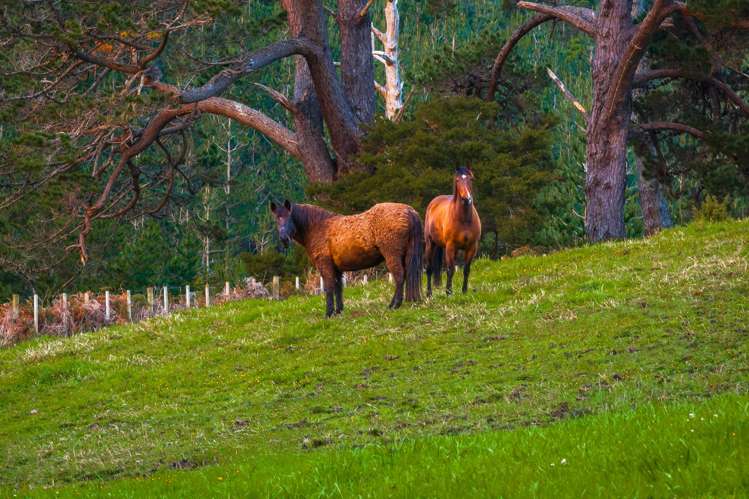 325 Hepburn Creek Road Warkworth_19