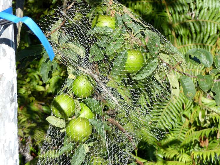 53 Kitewaho Road Swanson_79