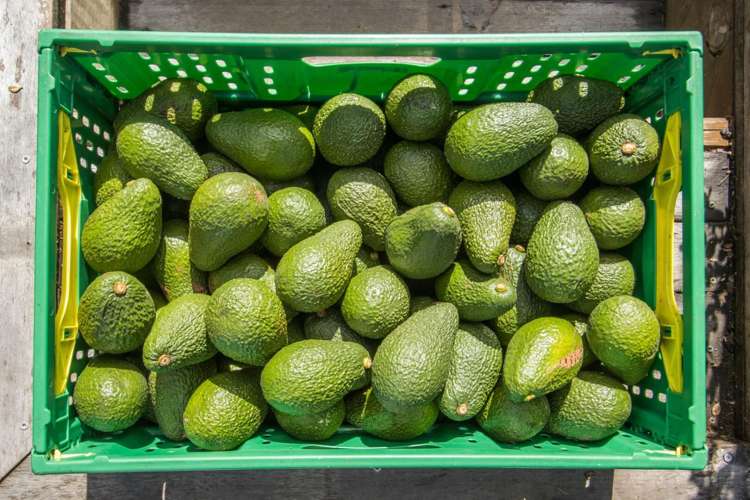 123 Woodland Road Katikati_28