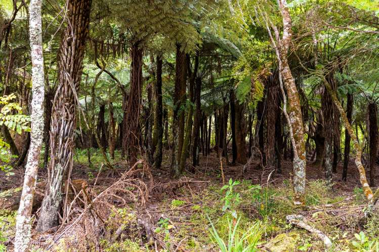 4317 State Highway 12 Aranga_28