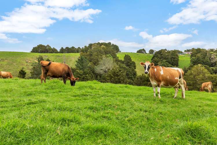 450 Kaiikanui Road Hukerenui and Surrounds_7