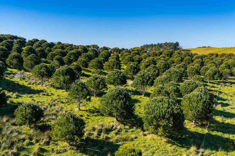 173 Prescott Road Ruakaka_14