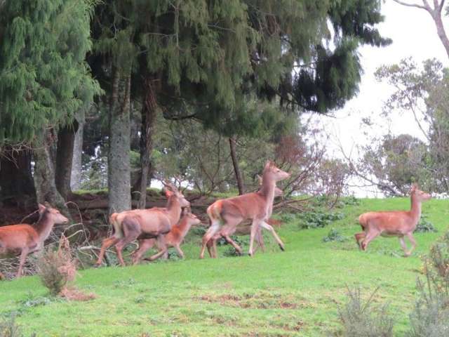 747a No 4 Road Te Puke_3