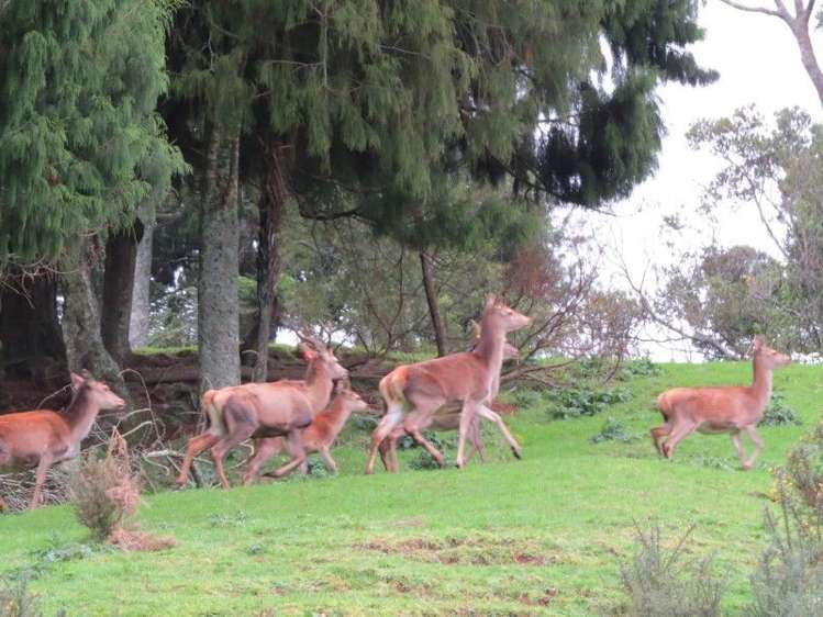 747a No 4 Road Te Puke_3