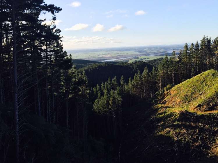 Klondyke Road Onewhero_6