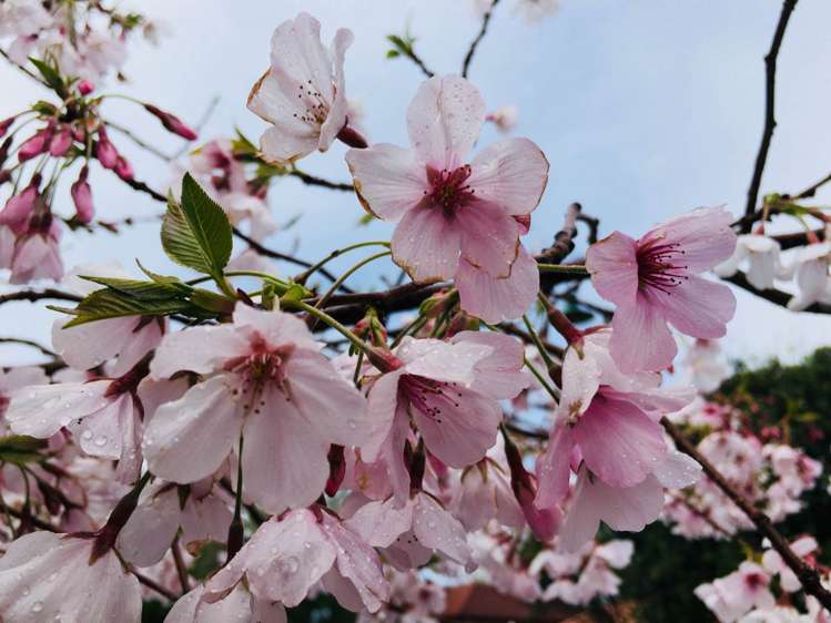 2/3 Aspen Street Avondale_13