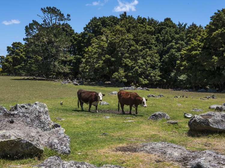 471 Crane Road Kauri_15