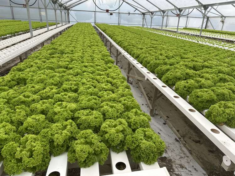 116 Wingatui Road Mosgiel_11