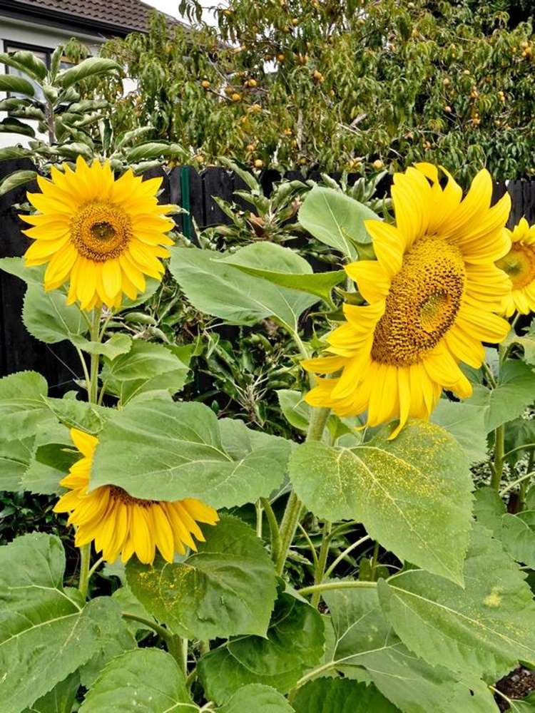 20 Albizia Avenue Henderson_23