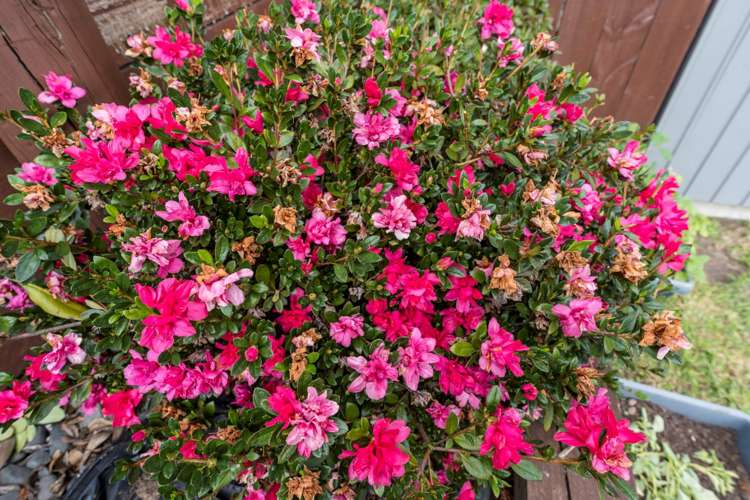 18 Mamuku Drive Massey_24