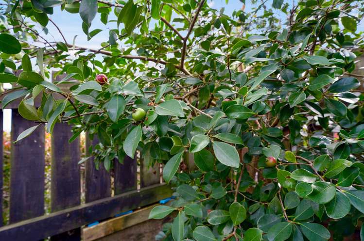 29 Claude Road Hillpark_21